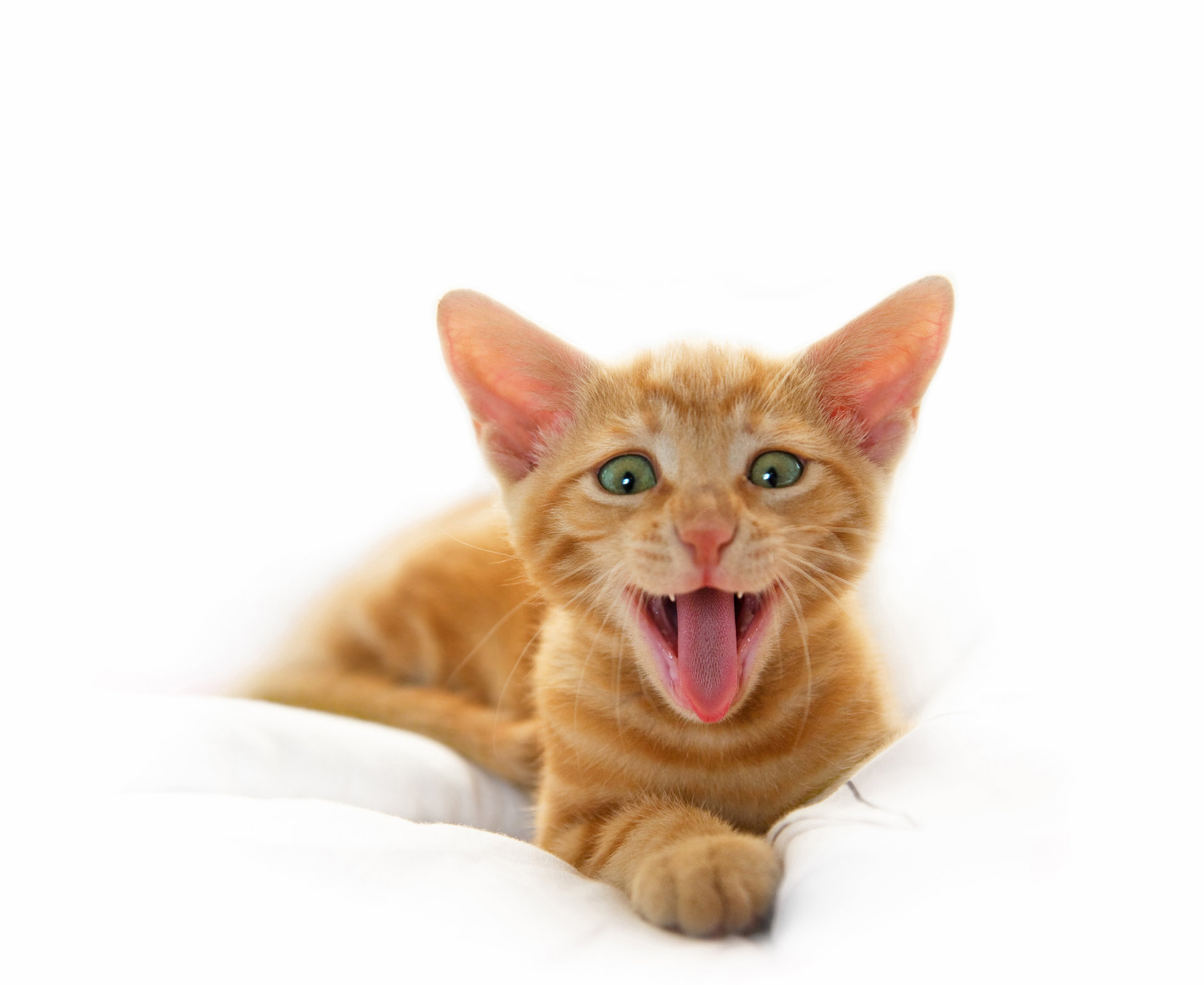Ebern Designs Yawning Cute Cat - Wayfair Canada
